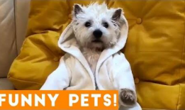 可爱的小狗视频,小狗视频里的欢乐时光